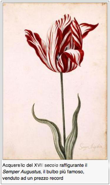 tulipano